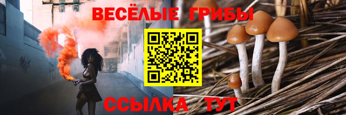 Нерюнгри  закладка  Вход с VPN  Псилоцибиновые грибы Psilocybe 